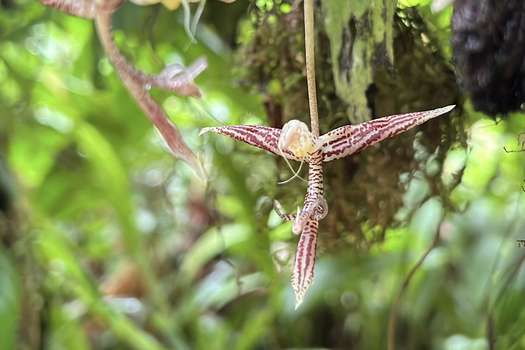 C’est la nouvelle espèce d’orchidée découverte à Buenaventura