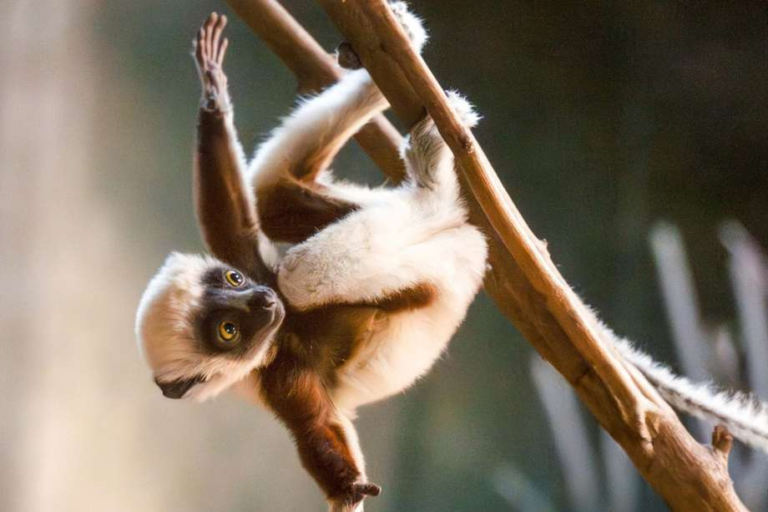 L’un des primates les plus rares au monde est né dans un zoo en Angleterre