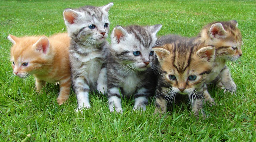 cinq chatons tigrés dans l'herbe verte