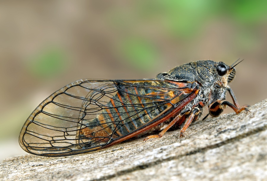 Extinct New Forest Cicada to be reintroduced to the UK – via Paultons Park theme park