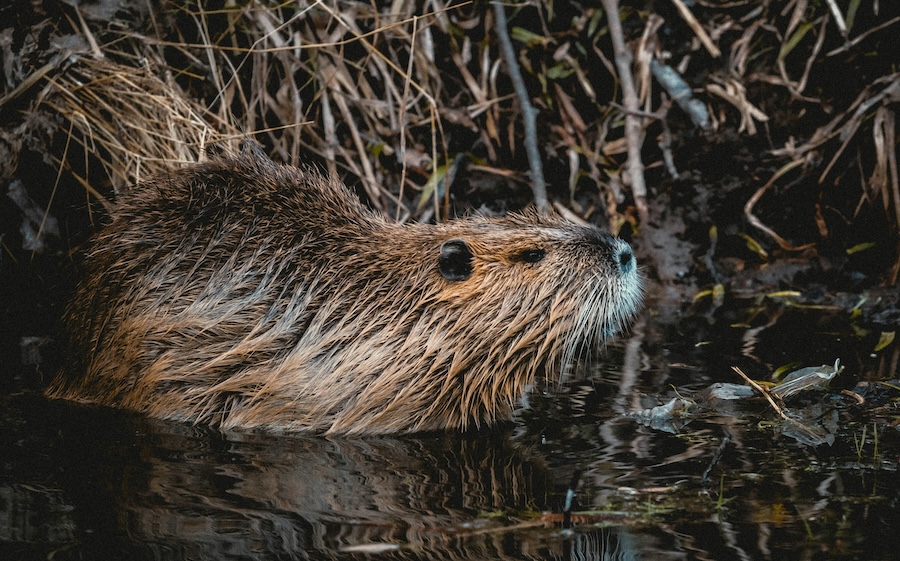 Friends with benefits? Beavers and aspen keep life complicated