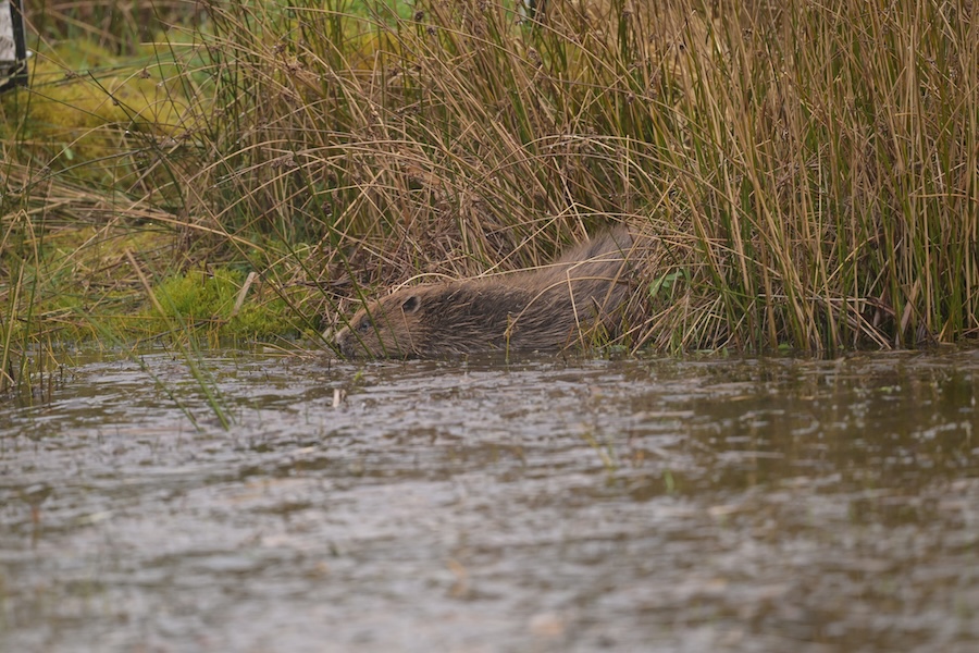 Further Beaver Releases at Argaty Beaver Project