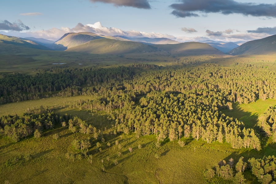 Abernethy forest at dawn. Cairngorms National Park, Scotland.