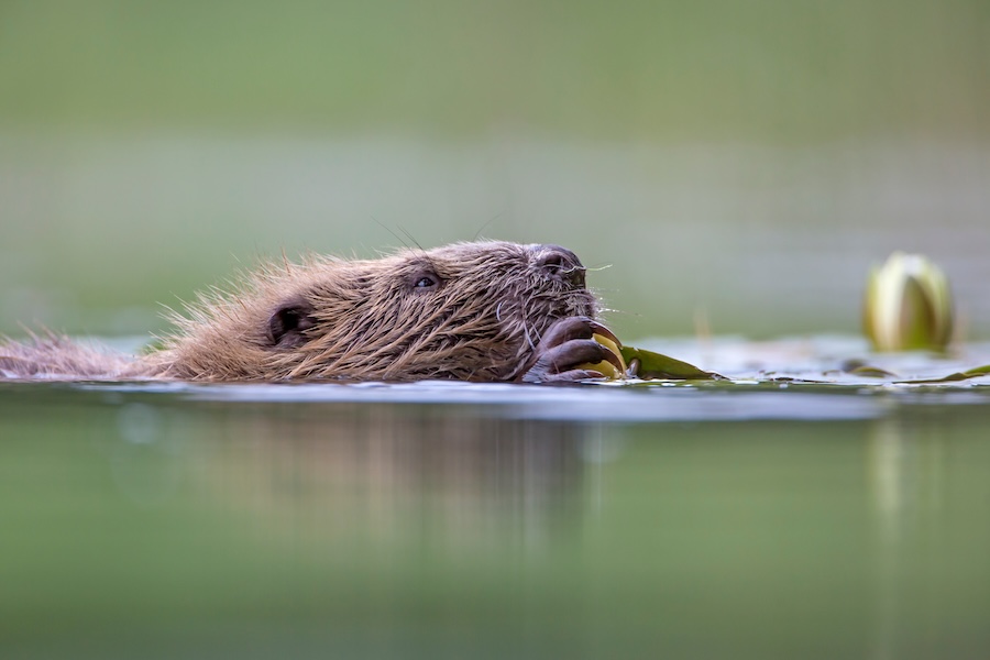 Three-quarters of Scots want more beaver reintroductions – but government agencies ‘go slow’ despite beaver deaths