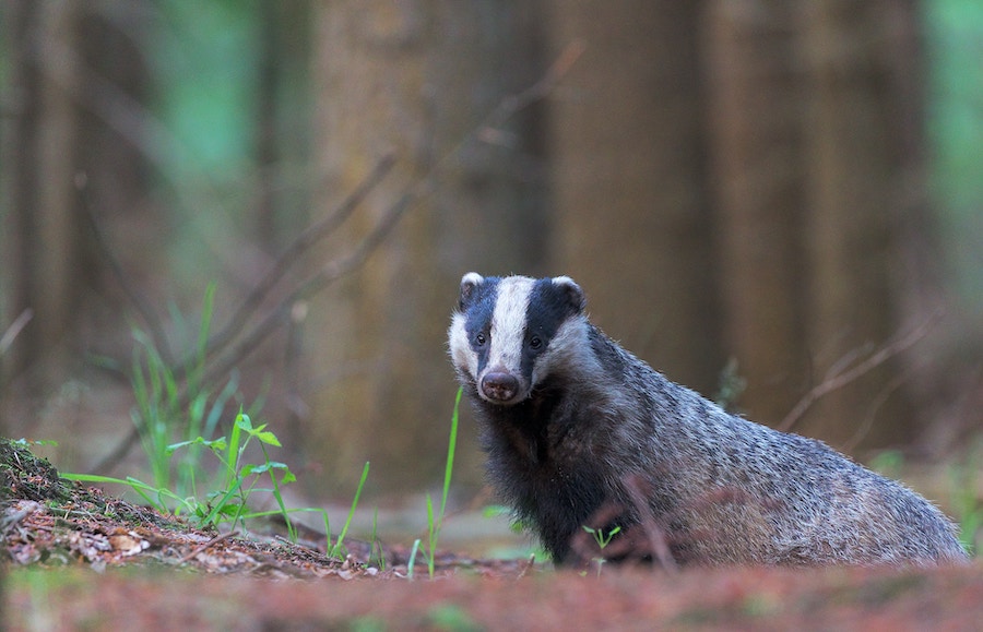 Shocking news as Natural England issues supplementary badger cull licences against scientific advice