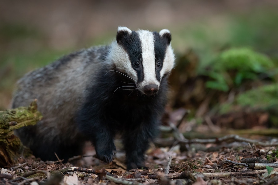 Badger Trust and Wild Justice unite to send a pre-action protocol letter on the supplementary badger cull