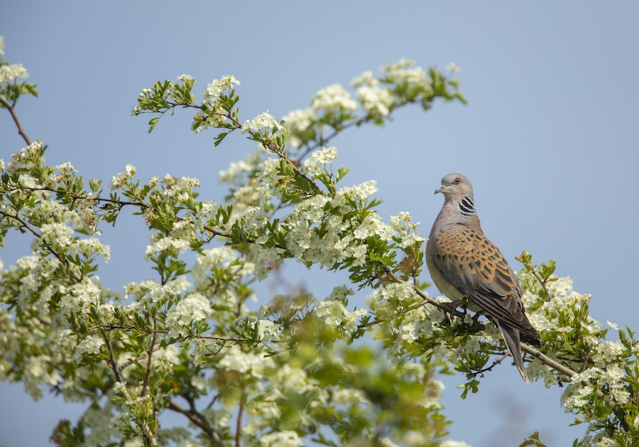 Western European population of Turtle Doves up 25% following temporary hunting ban